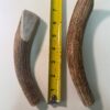 Large Solid Elk Antler (6" to 8")