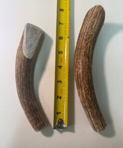 Large Solid Elk Antler (6" to 8")