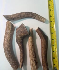 Wholesale: Large Solid Elk Antler (6" to 8")- 50 Pack ($650.00)