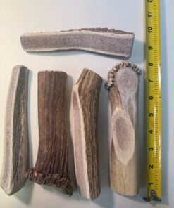Wholesale: Large Split Elk Antler (6" to 8") - 50 Pack ($650.00)