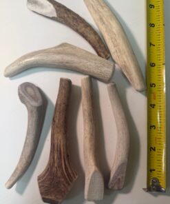 Wholesale: Medium Solid Elk Antler (4" to 6")- 50 Pack ($350.00)