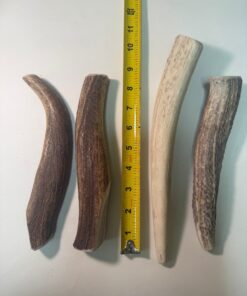 Wholesale: Extra Large Solid Elk Antler (8" to 10")- 50 Pack ($850.00)
